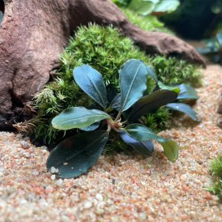 ブセファランドラ『６種６株』【レイアウトセット】※リピーター様はオマケ付 IMG_6036-320x320.jpg