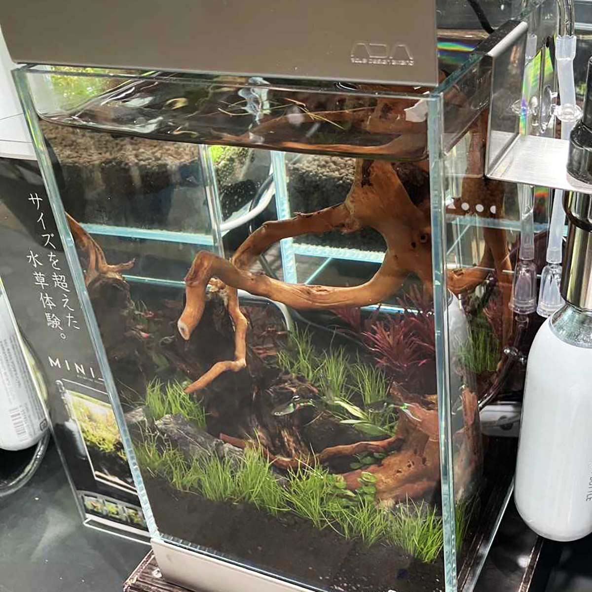 水槽 nanaa Amazon | 水槽 金魚 水槽 メダカ 水槽 金魚鉢 金魚 亀 水槽 小型