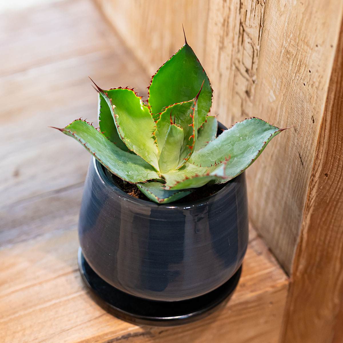 agave.jpg