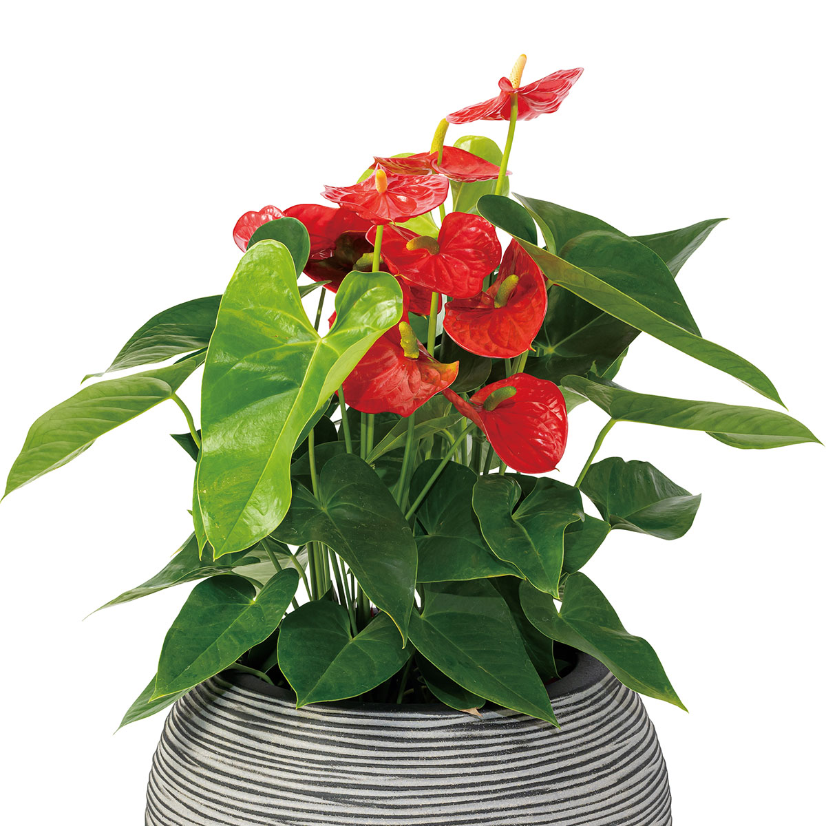 アンスリウム subsignatum 長葉個体 アンスリウム subsignatum 長葉個体