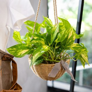 pothos-320x320.jpg