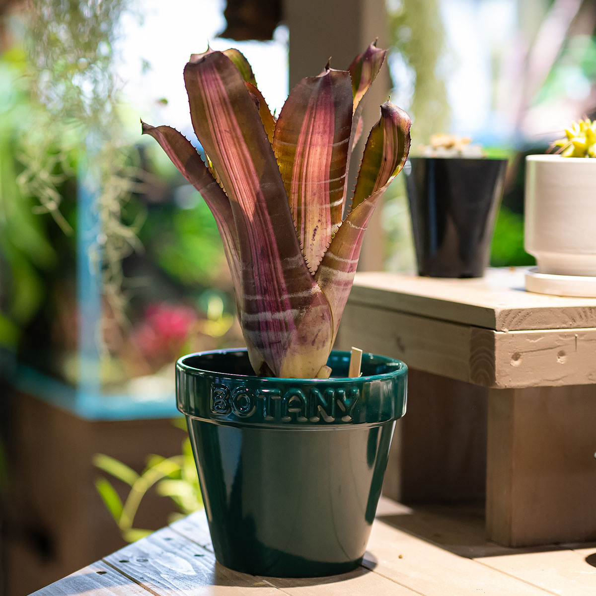 tank-bromeliads.jpg