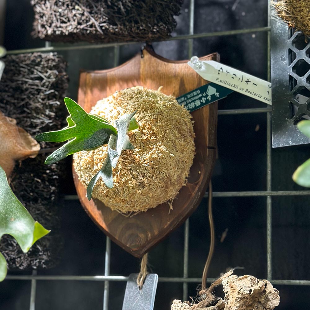 ビカクシダ（板付け）