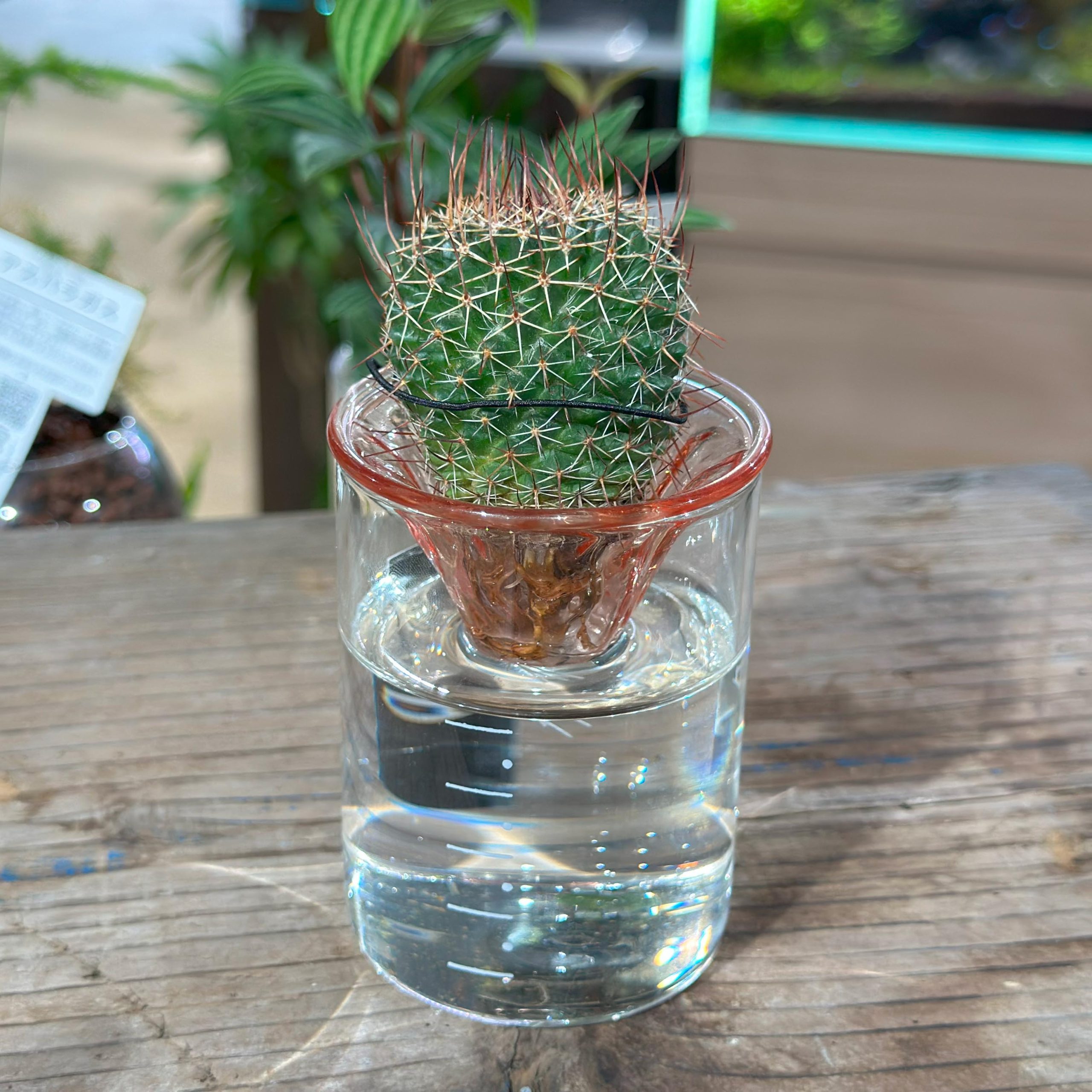 水耕サボテン