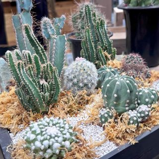 大きめのサボテン 多肉植物の群生 cactusB01-320x320.jpg