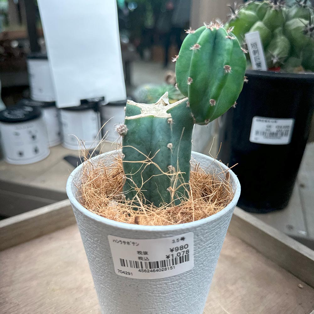 柱サボテン(ブランチ仕立て)