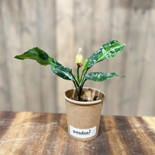 aglaonema01-320x320.jpg
