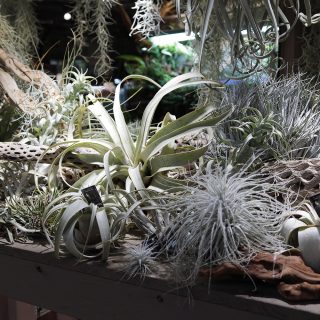 air_plants01-320x320.jpg