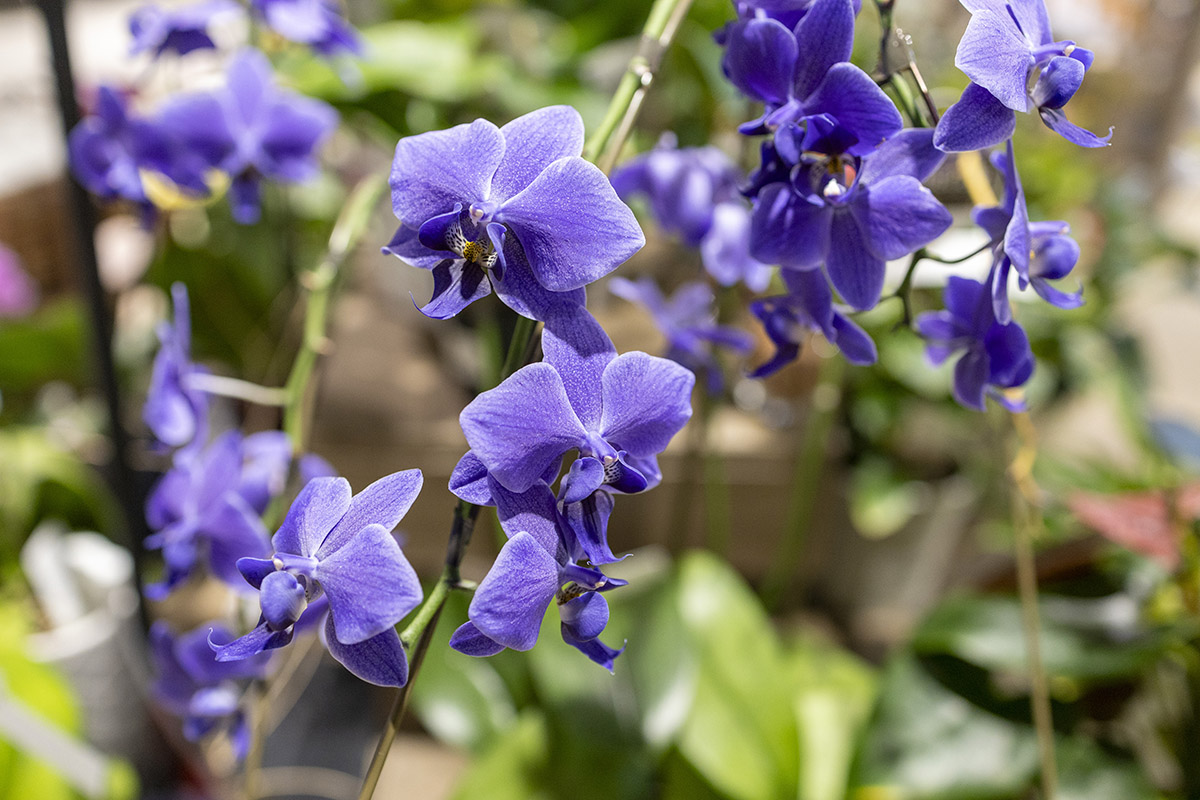 ブルージーン　胡蝶蘭　蘭　ラン　BLUE GENE 苗　熱帯植物　オーキッド 天然の青い胡蝶蘭「Blue Gene（ブルージーン）」