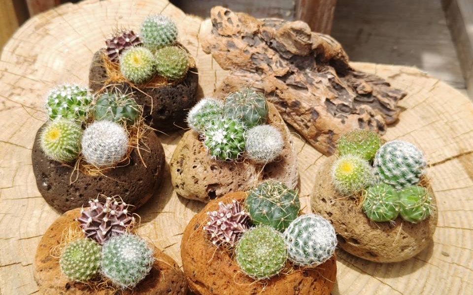 たにっくん工房さま　サボテン寄せ植えワークショップ作例です